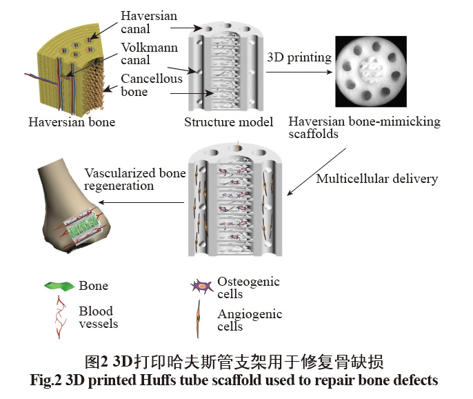 數字光處理生物3D打印技術在醫(yī)學上的應用發(fā)展